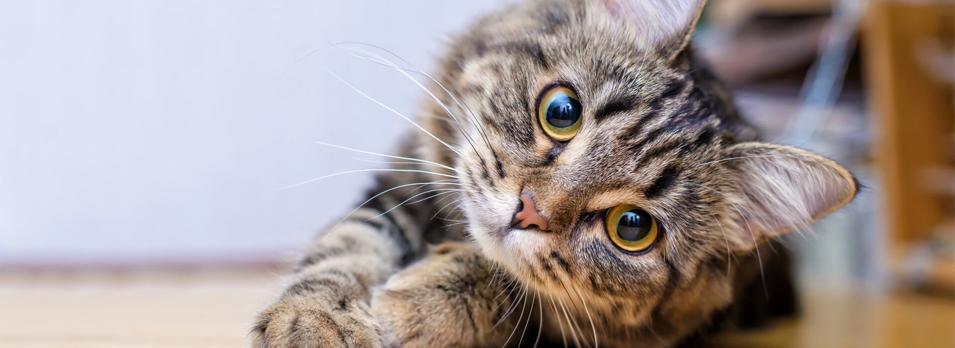 Curiosidades sobre los gatos Desktop