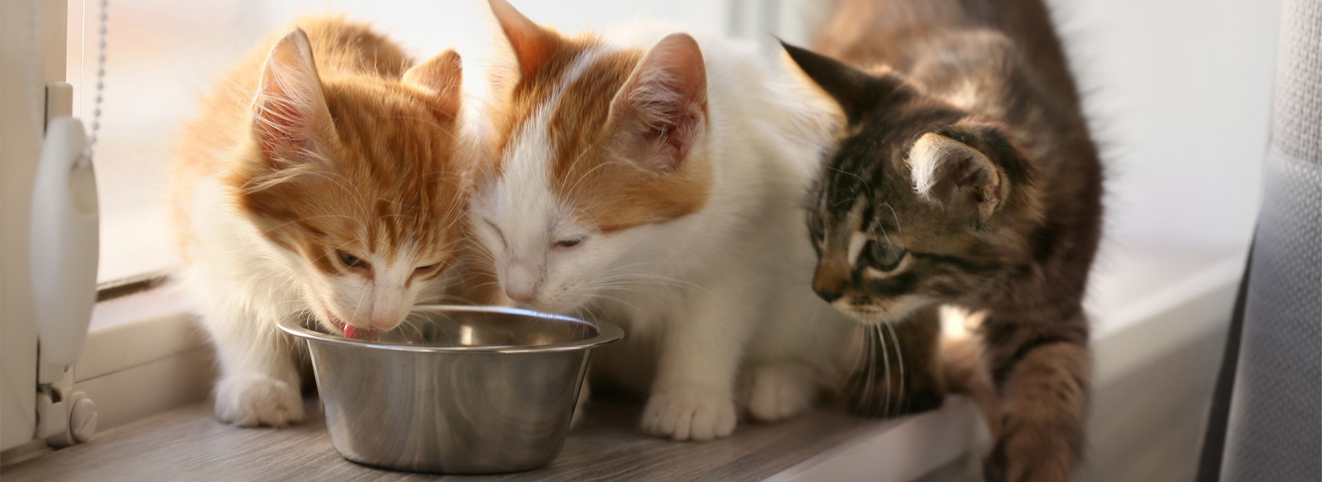 ¿Los gatos necesitan comer carbohidratos?