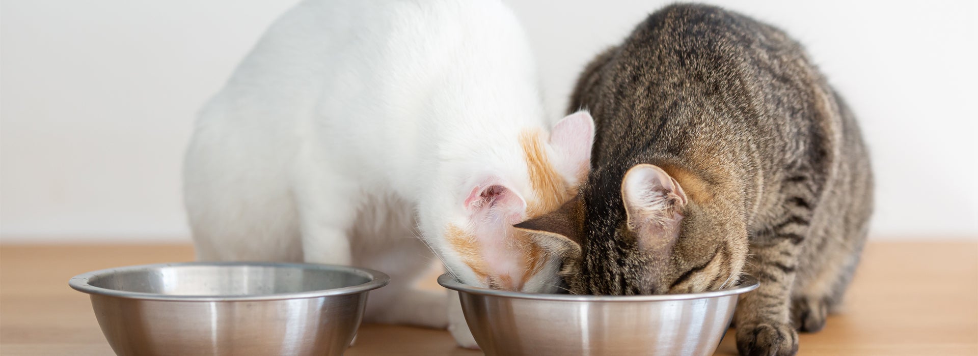 Tips de alimentación para gatos