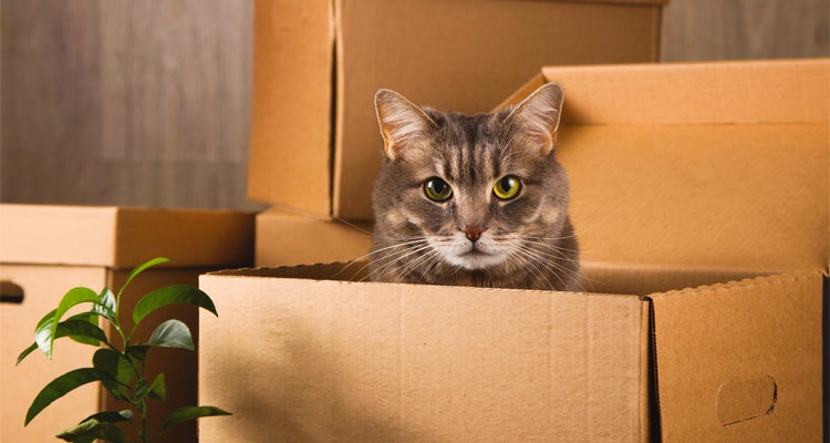 ¡Evita enfermedades! Así debes almacenar las croquetas Whiskas® de tu gato
