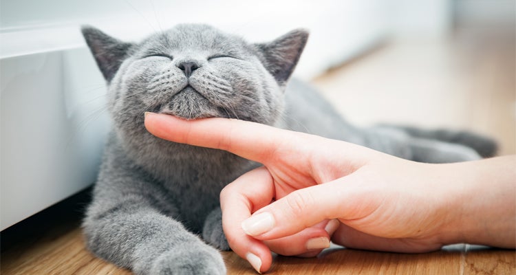  Nombres originales para gatos 