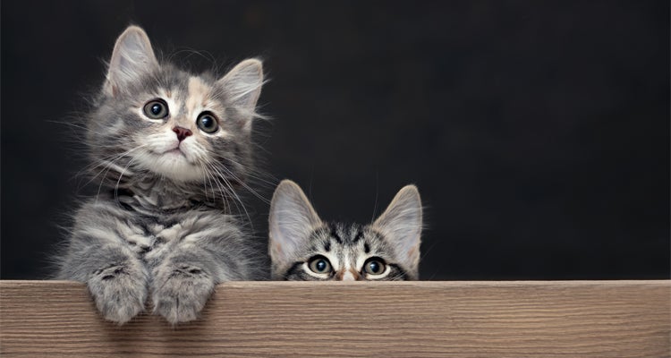 Aprende todo sobre los gatos.