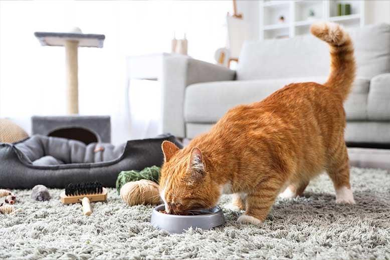 Croquetas para gato: ¿cómo escoger la mejor para mi mascota?