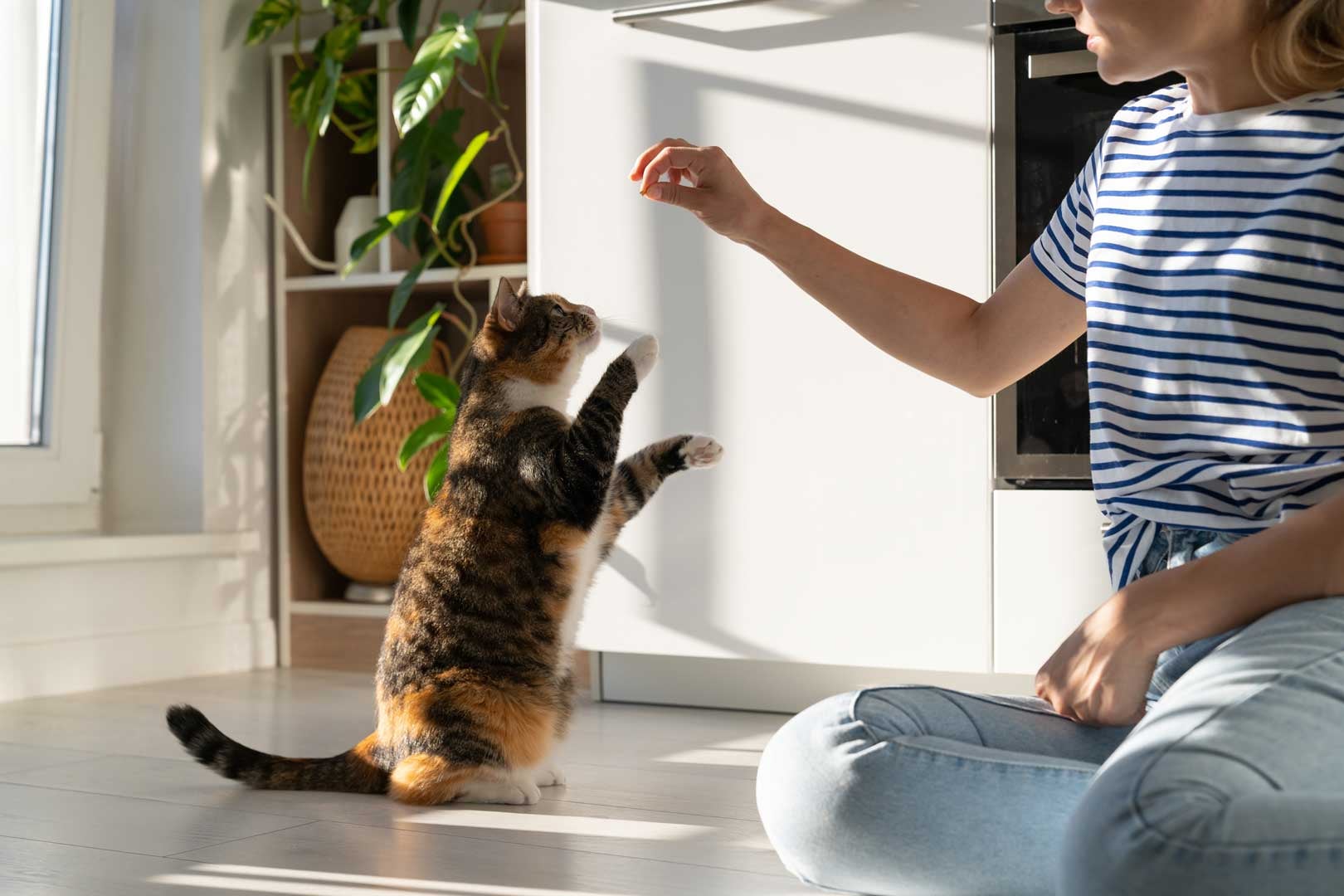 premios-para-gatos-recompensa-a-tu-gatito-con-carino-y-nutricion