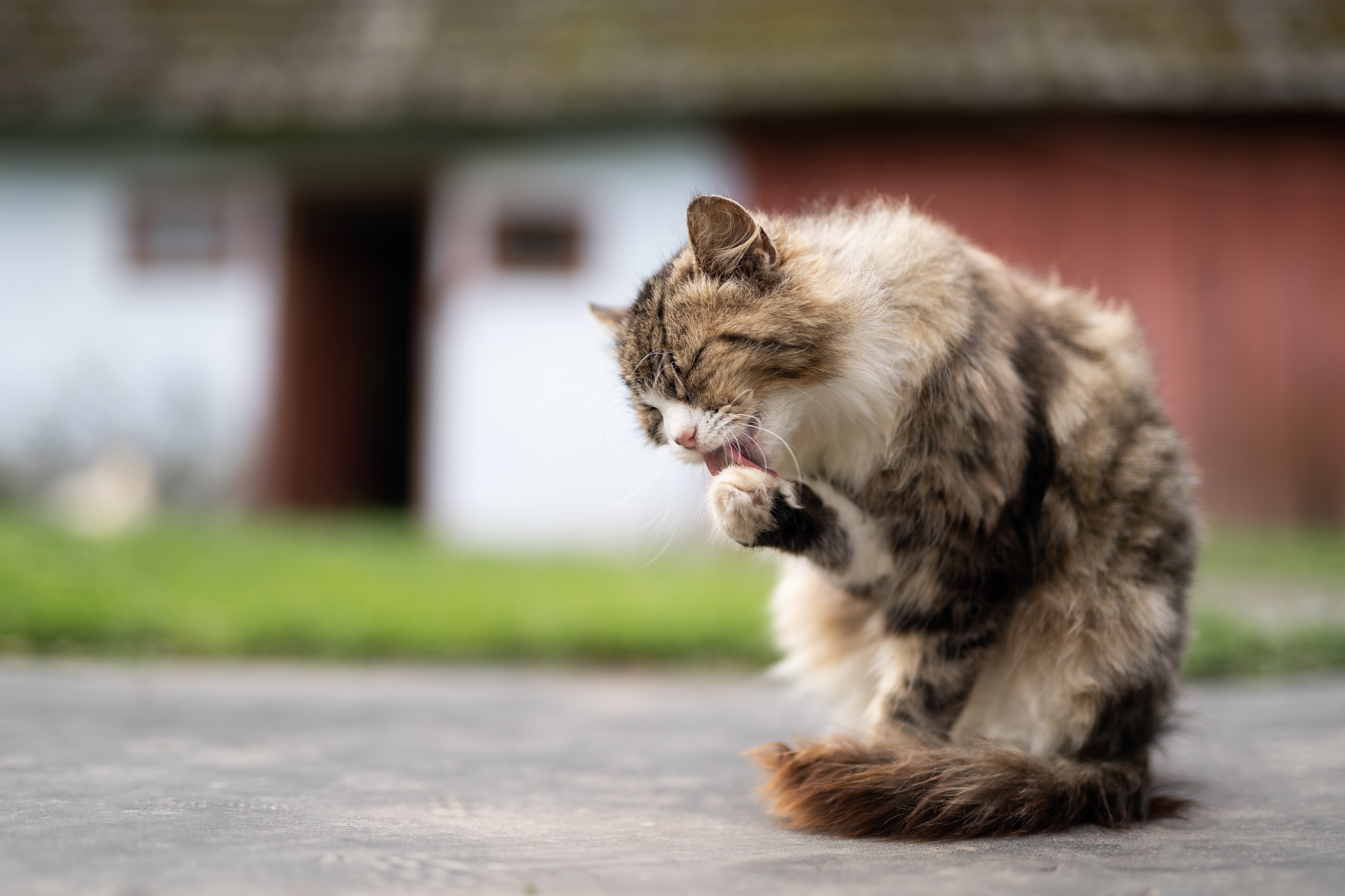 WHIS_13_CUANTOVIVEUNGATO