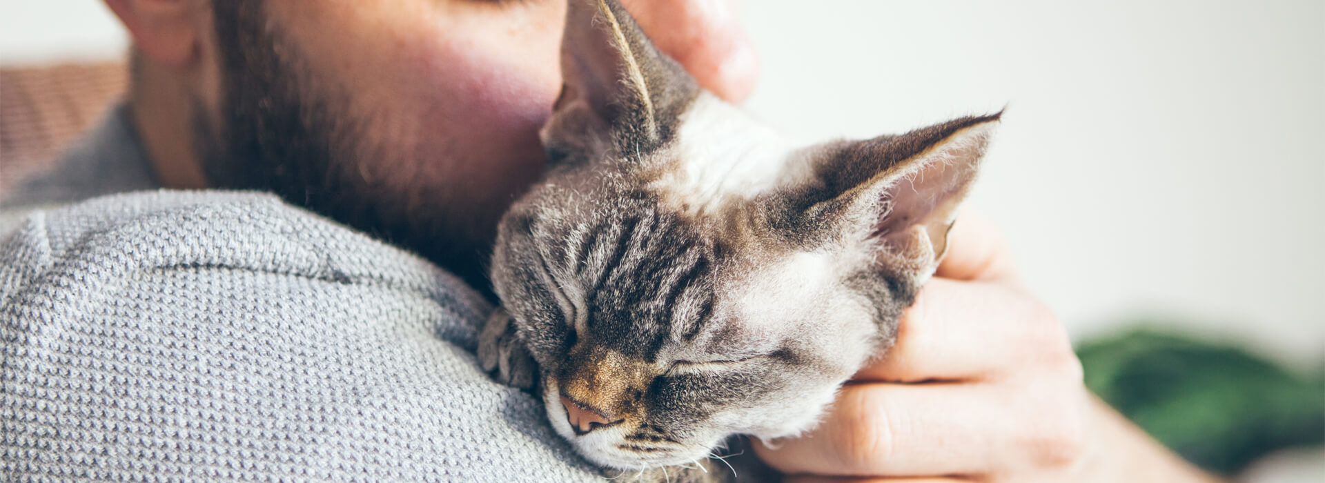 Nuevo gato/Adopción Desktop