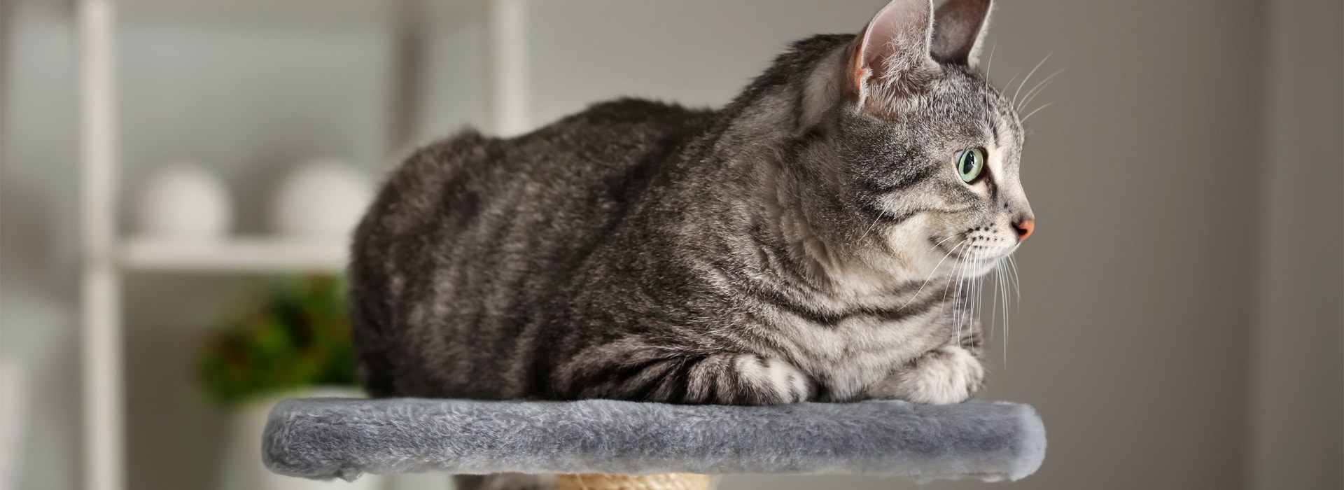 El gato mayor: majestuoso y manso