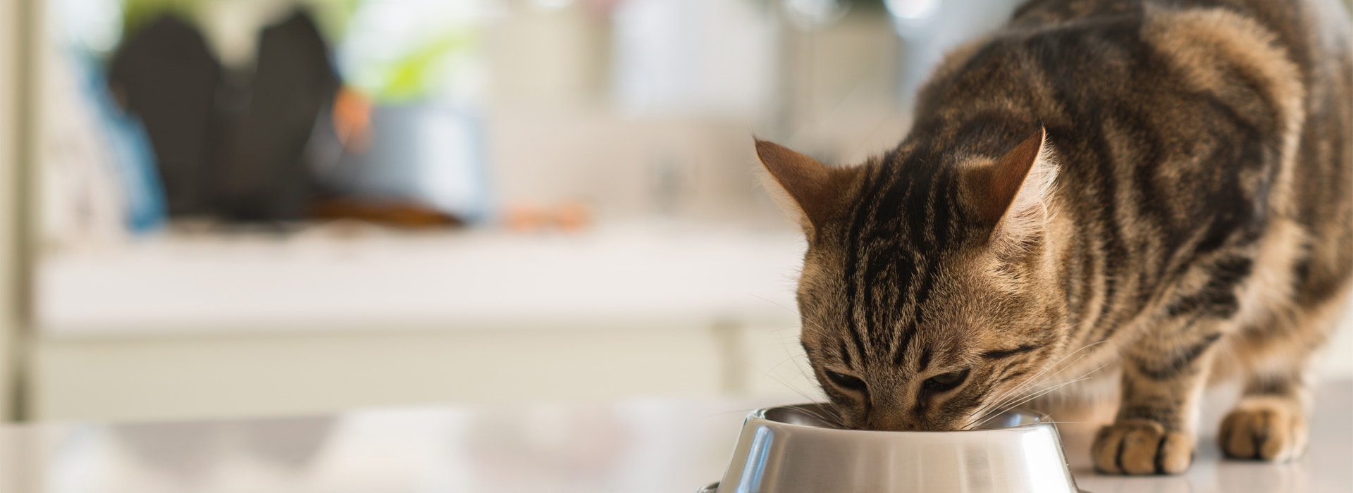 Tips de alimentación para gatos 