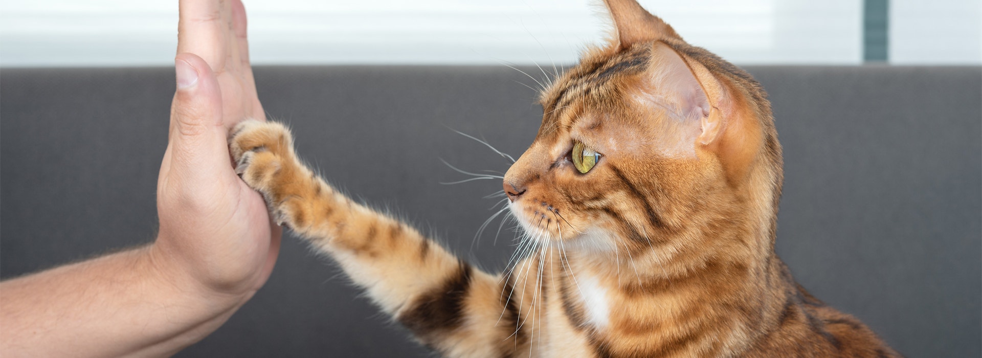 4 tips sobre cómo educar un gato