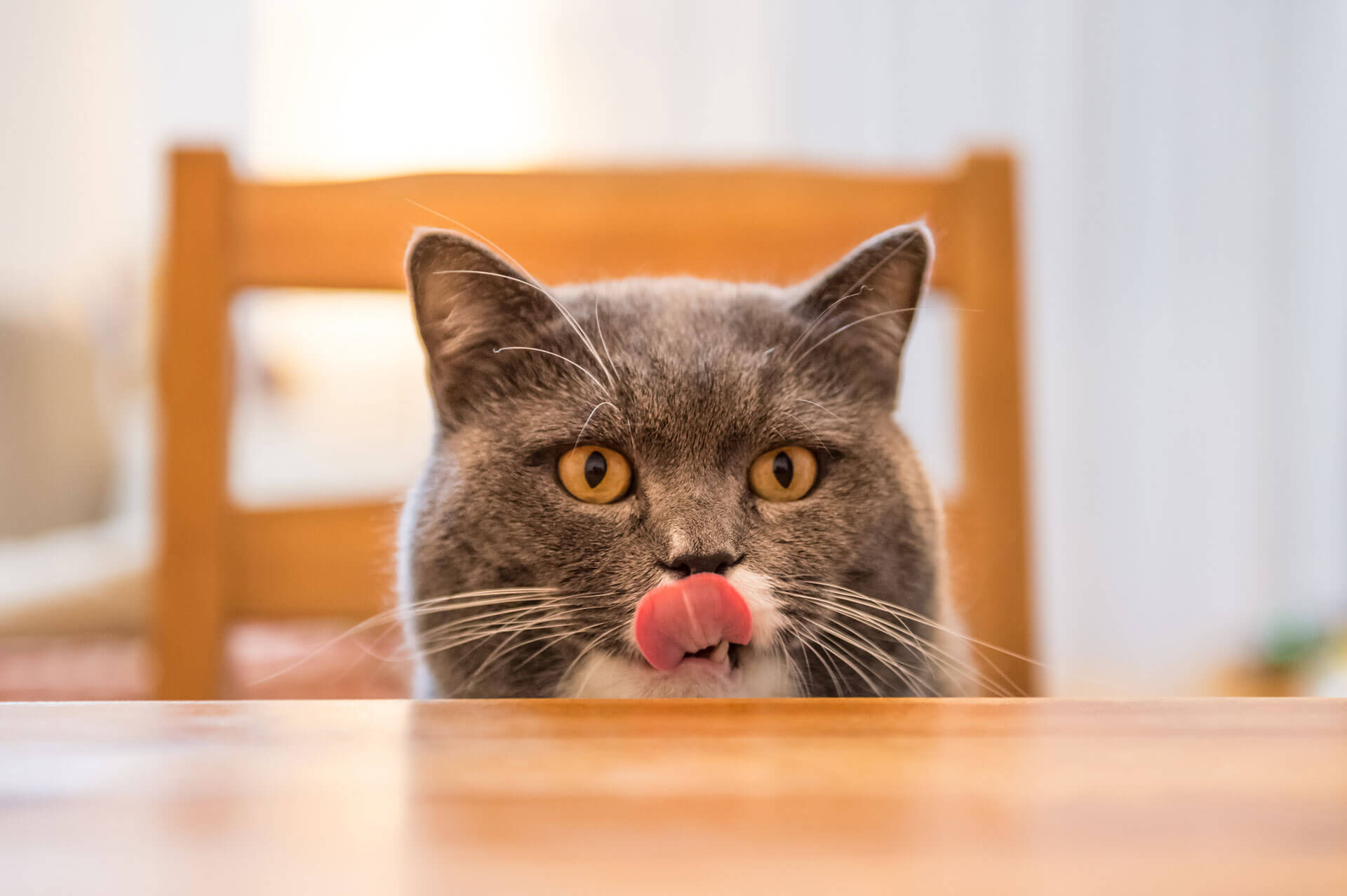¿Qué nutrientes necesita tener la comida para gatos?