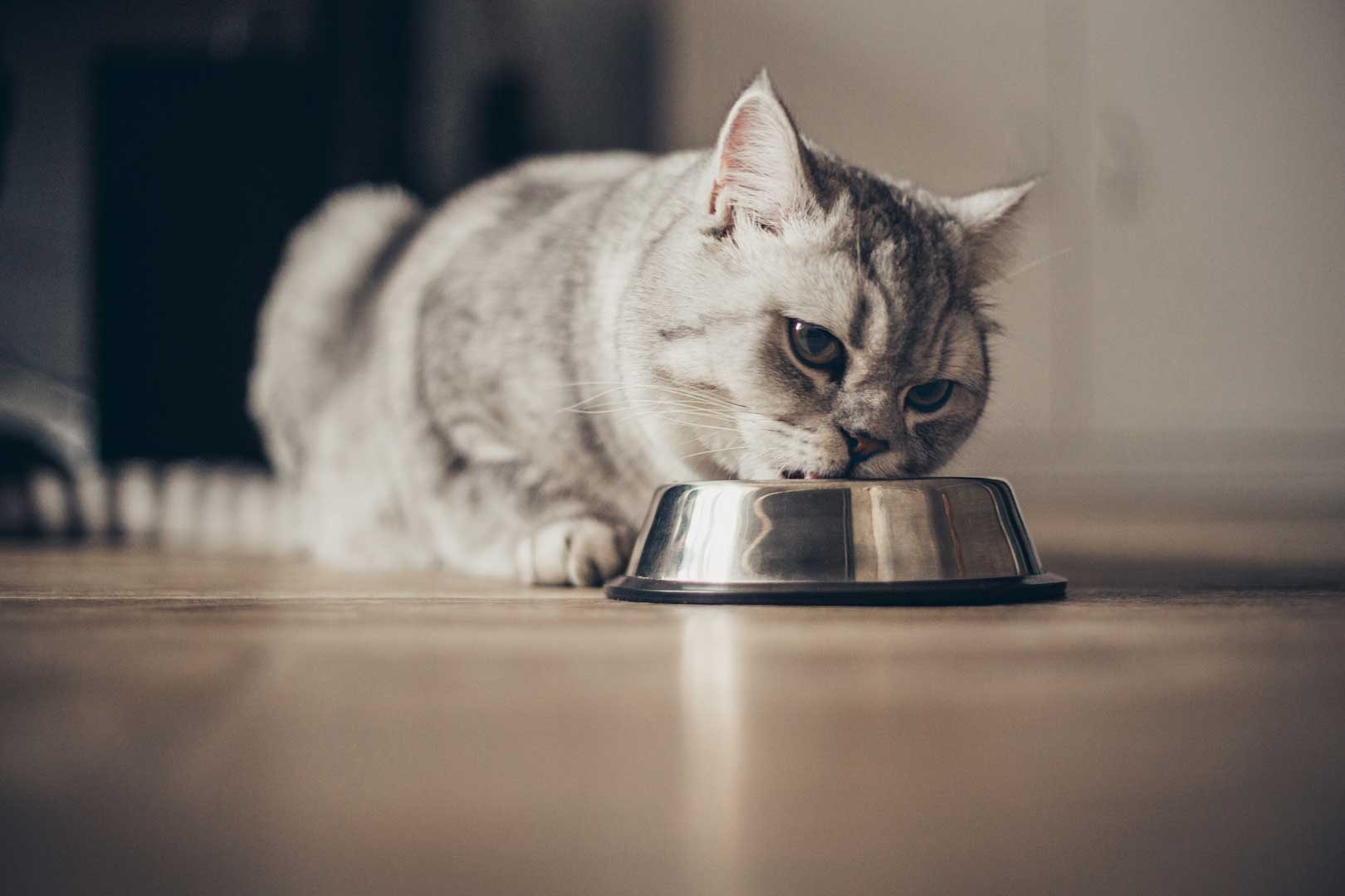 comida-para-gatitos-que-se-le-puede-dar-de-comer-a-un-gatito-bebe