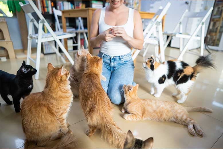 curiosidades-sobre-los-gatos/razas-de-gatos