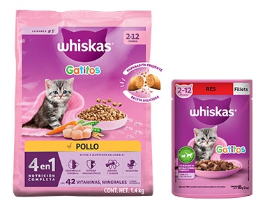 gatito
