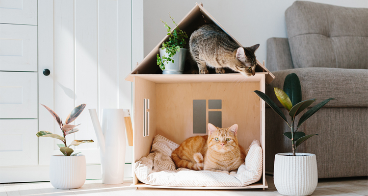 ¿Cómo cuidar un gato? Guía para un hogar seguro y cómodo para tu gato