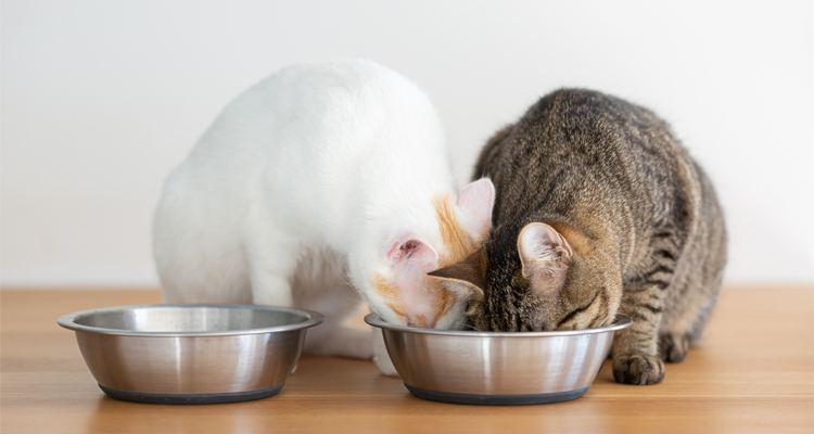 Tips de alimentación para gatos 