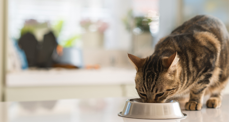Tips de alimentación para gatos 