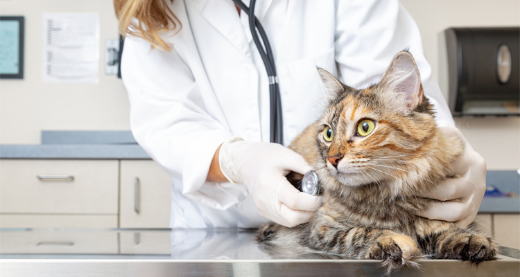 ¿Cuáles son las enfermedades más comunes en los gatos y cómo tratarlas?