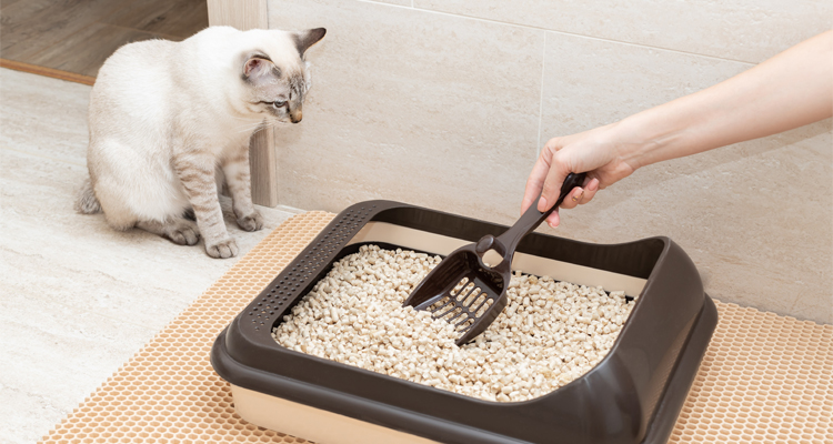 ¿Cómo enseñar a tu gatito a usar el arenero?