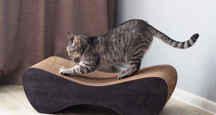 ¿Qué cuidados necesita un gato para evitar que rasque y trepe los muebles o se esconda?