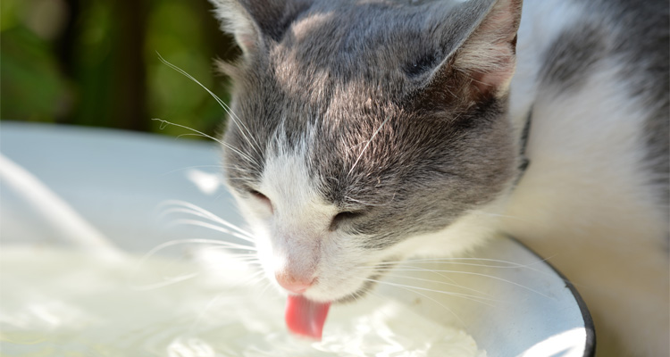 ¡Descubre cuánta agua necesita tomar tu gato!