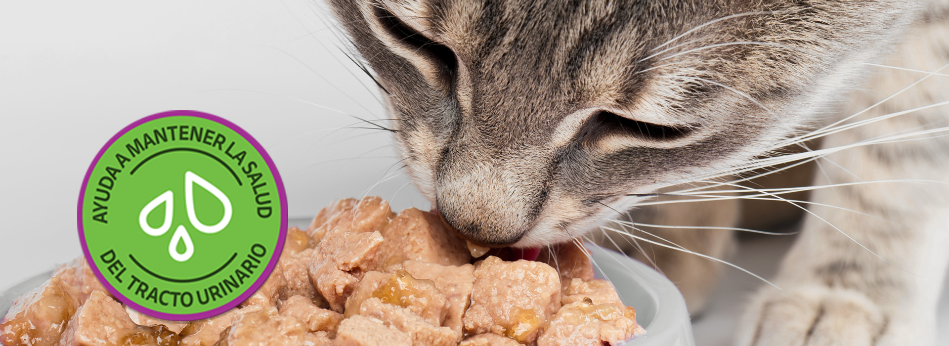 Gato_plato